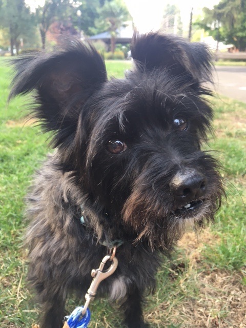 Miniature schnauzer best sale and terrier mix