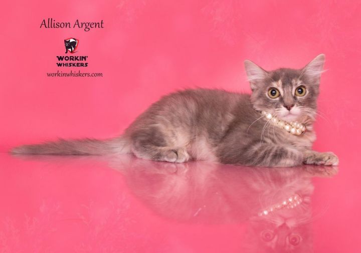 ALLISON ARGENT, an adoptable Maine Coon & Domestic Long Hair Mix in Palm Springs, CA_image-1