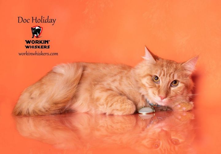 DOC HOLIDAY, an adoptable Maine Coon & Tabby Mix in HEMET, CA_image-1