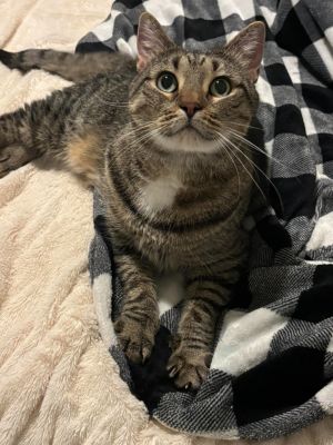 Buttercup, Senior Male Domestic Short Hair