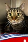 Buttercup photo 2