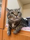 Buttercup photo 3