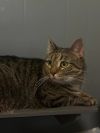Buttercup photo 6