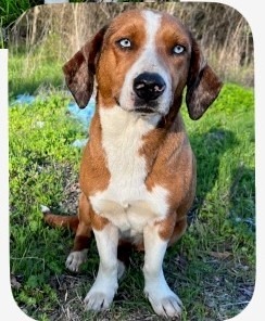 Shirley / LaVerne, an adoptable Basset Hound, Shepherd in Salt Lake City, UT, 84108 | Photo Image 2