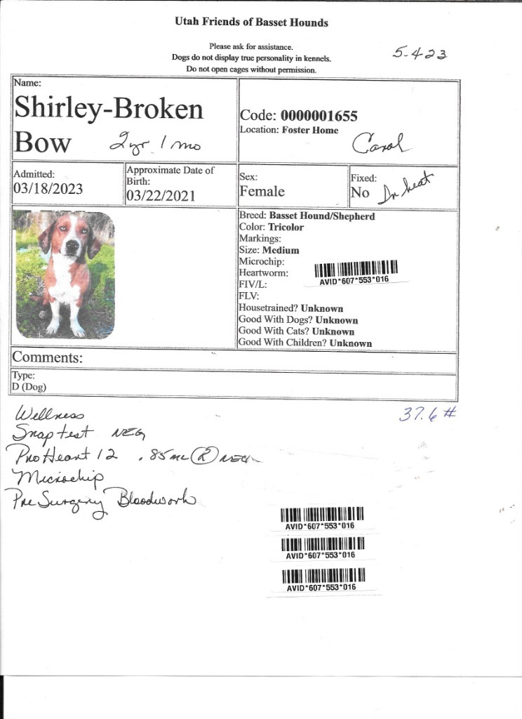 Shirley / LaVerne, an adoptable Basset Hound, Shepherd in Salt Lake City, UT, 84108 | Photo Image 3