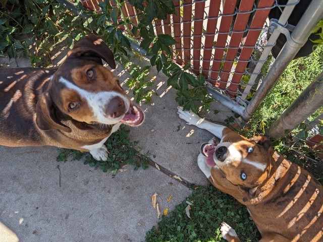 Shirley / LaVerne, an adoptable Basset Hound, Shepherd in Salt Lake City, UT, 84108 | Photo Image 3