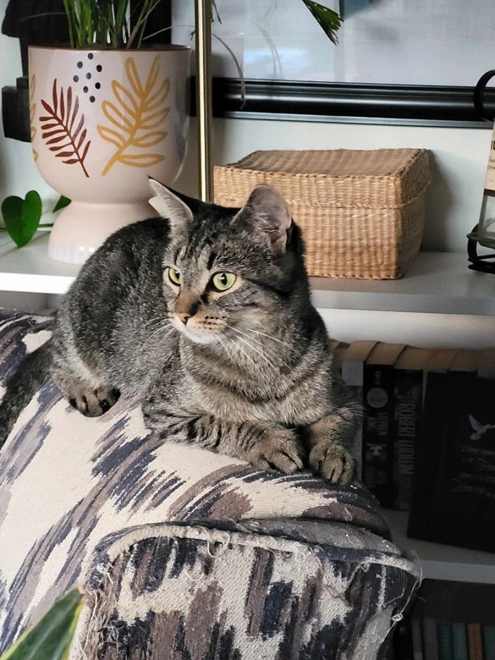 Cat for adoption - MooMoo, a Domestic Short Hair in Dartmouth, NS