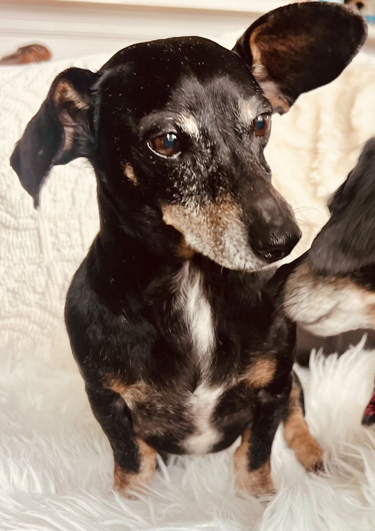 Dog for adoption - MoMo, a Dachshund in Pearland, TX | Petfinder