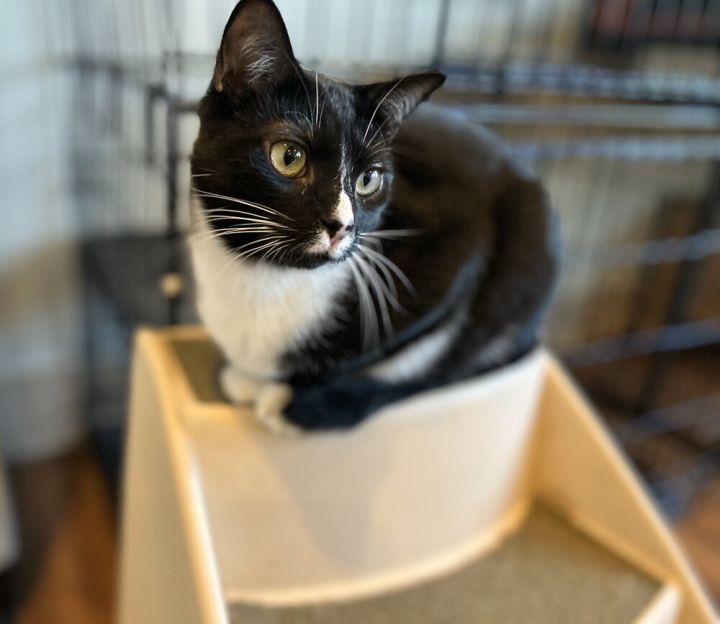 ASTRO, an adoptable Domestic Short Hair Mix in Mooresville, NC_image-2