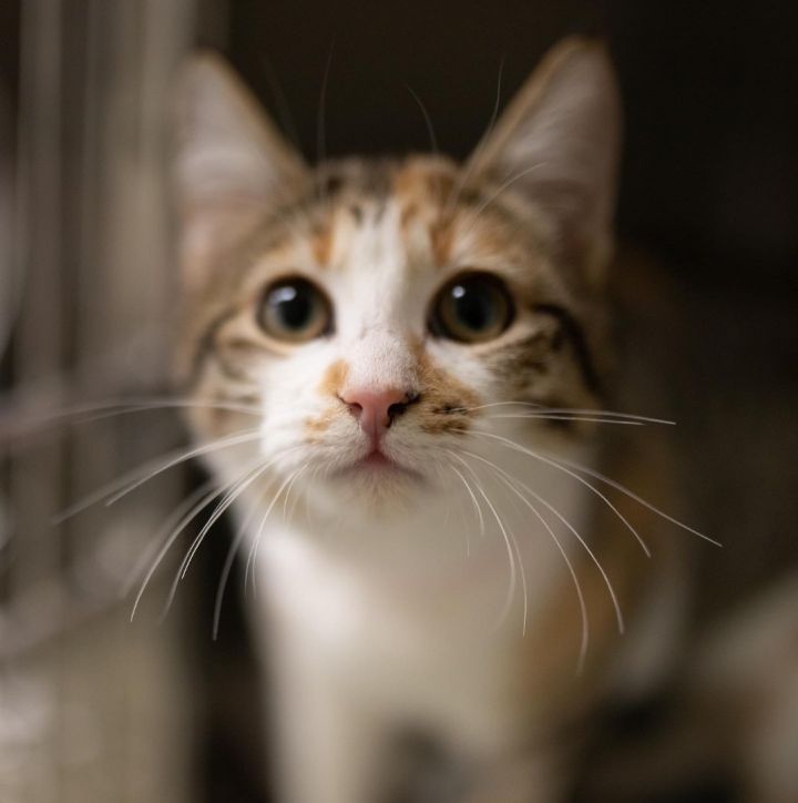 Summer, an adoptable Calico & Domestic Short Hair Mix in Milledgeville, GA_image-4