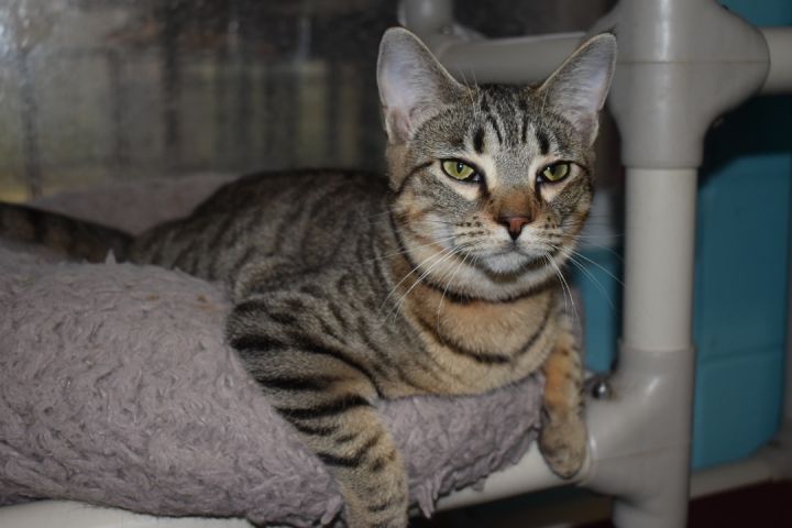 Lani, an adoptable Tabby & Domestic Short Hair Mix in Milledgeville, GA_image-1