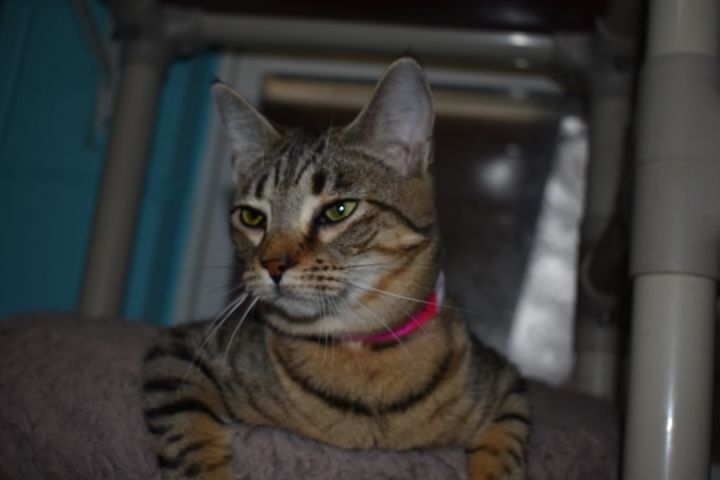 Lani, an adoptable Tabby & Domestic Short Hair Mix in Milledgeville, GA_image-3