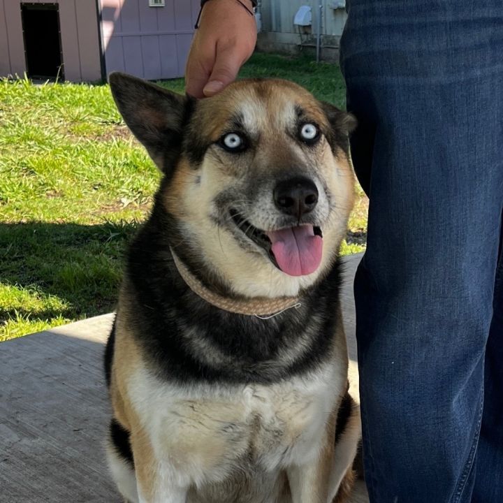 Loki, an adoptable German Shepherd Dog & Husky Mix in Houston, TX_image-3