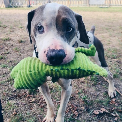 Maddux, an adoptable American Bulldog, Pit Bull Terrier in Spring Hill, KS, 66083 | Photo Image 1