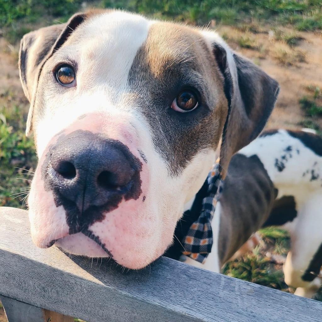 Maddux, an adoptable American Bulldog, Pit Bull Terrier in Spring Hill, KS, 66083 | Photo Image 1