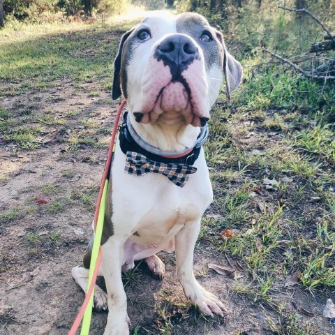 Maddux, an adoptable American Bulldog, Pit Bull Terrier in Spring Hill, KS, 66083 | Photo Image 2