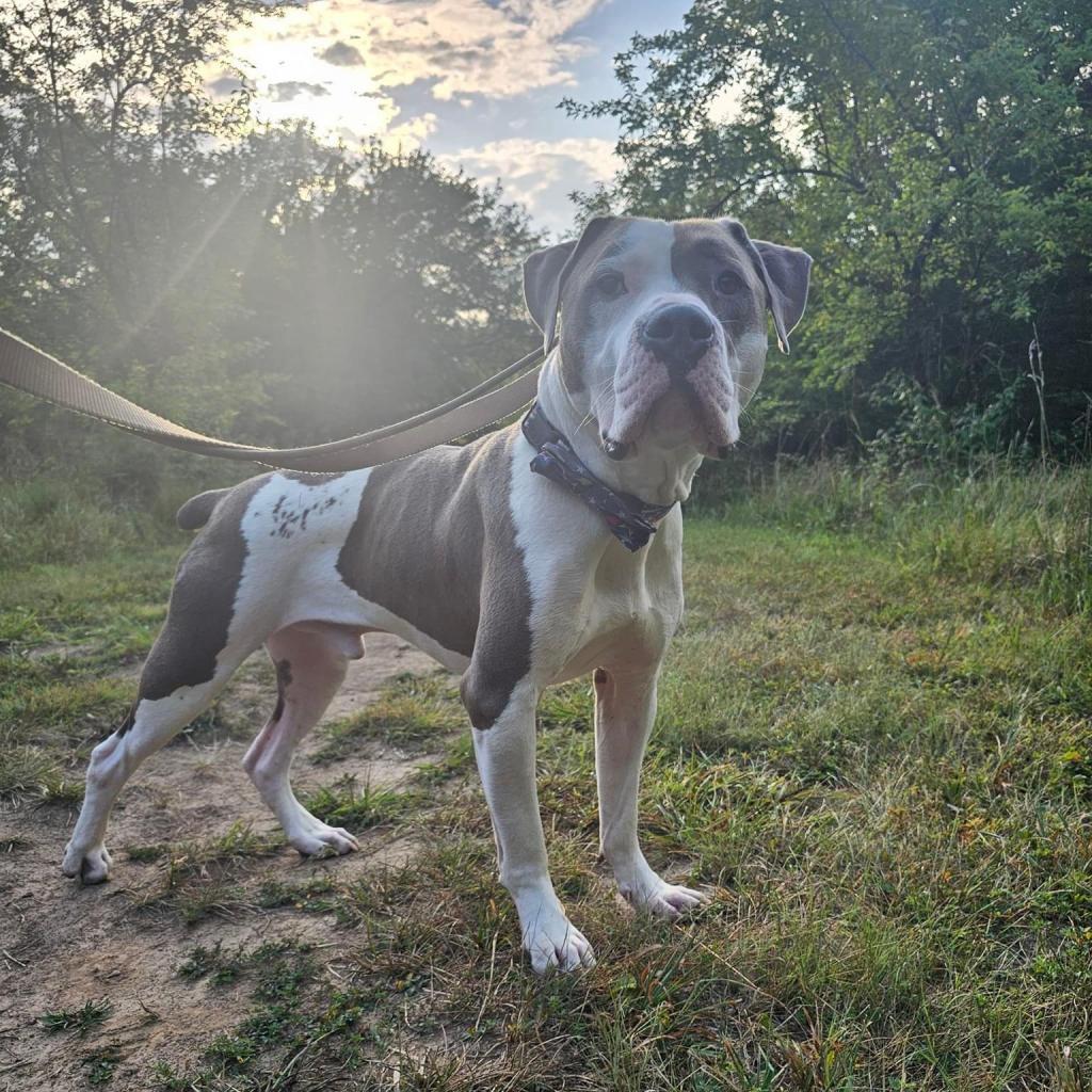 Maddux, an adoptable American Bulldog, Pit Bull Terrier in Spring Hill, KS, 66083 | Photo Image 2