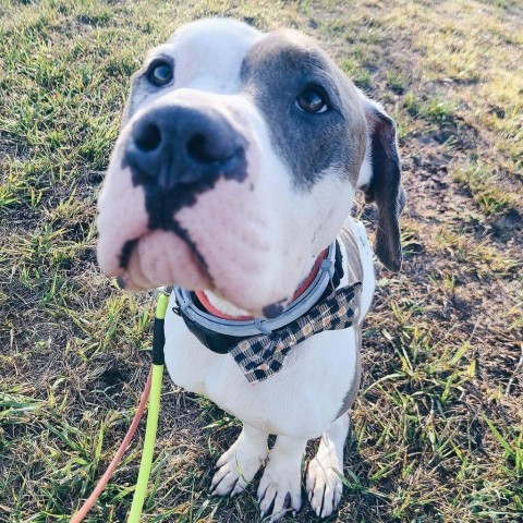 Maddux, an adoptable American Bulldog, Pit Bull Terrier in Spring Hill, KS, 66083 | Photo Image 3