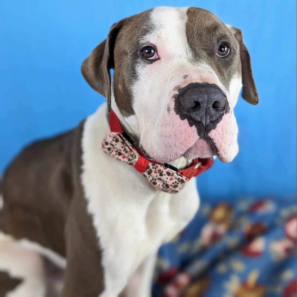 Maddux, an adoptable American Bulldog, Pit Bull Terrier in Spring Hill, KS, 66083 | Photo Image 3