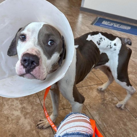 Maddux, an adoptable American Bulldog, Pit Bull Terrier in Spring Hill, KS, 66083 | Photo Image 4