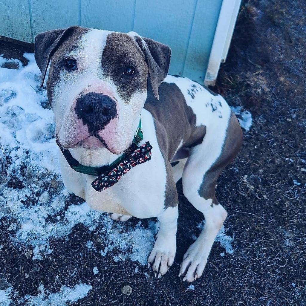 Maddux, an adoptable American Bulldog, Pit Bull Terrier in Spring Hill, KS, 66083 | Photo Image 4