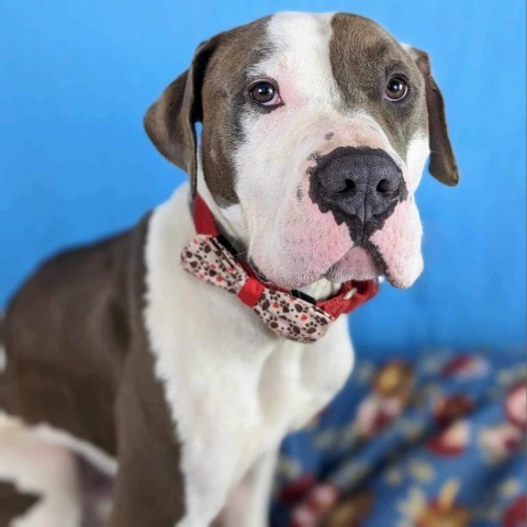 Maddux, an adoptable American Bulldog, Pit Bull Terrier in Spring Hill, KS, 66083 | Photo Image 5