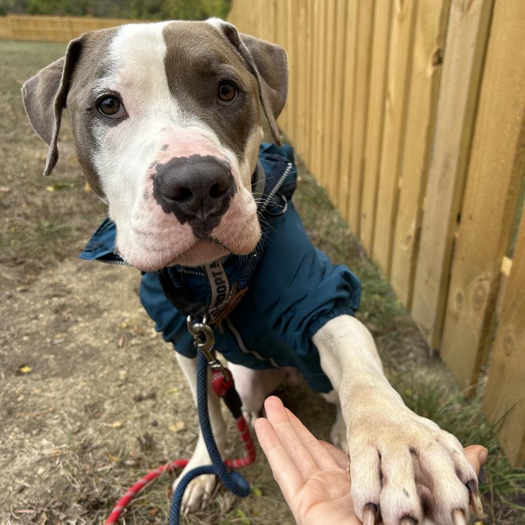 Maddux, an adoptable American Bulldog, Pit Bull Terrier in Spring Hill, KS, 66083 | Photo Image 5