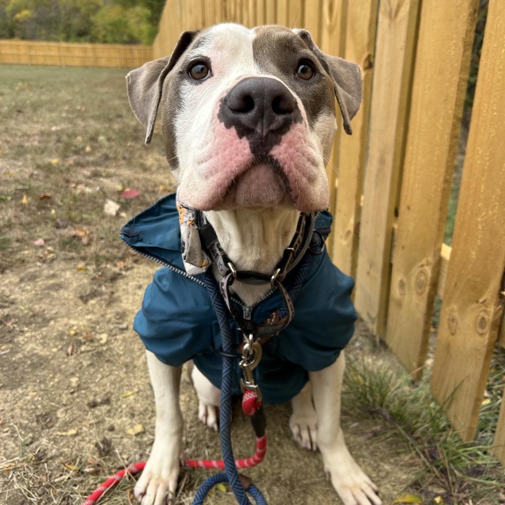 Maddux, an adoptable American Bulldog, Pit Bull Terrier in Spring Hill, KS, 66083 | Photo Image 6