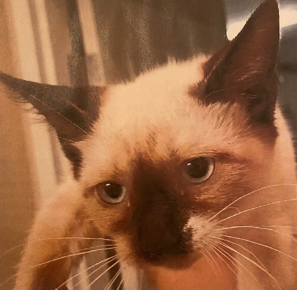 Simba FKA Donner, an adoptable Snowshoe, Siamese in Tampa, FL, 33615 | Photo Image 1