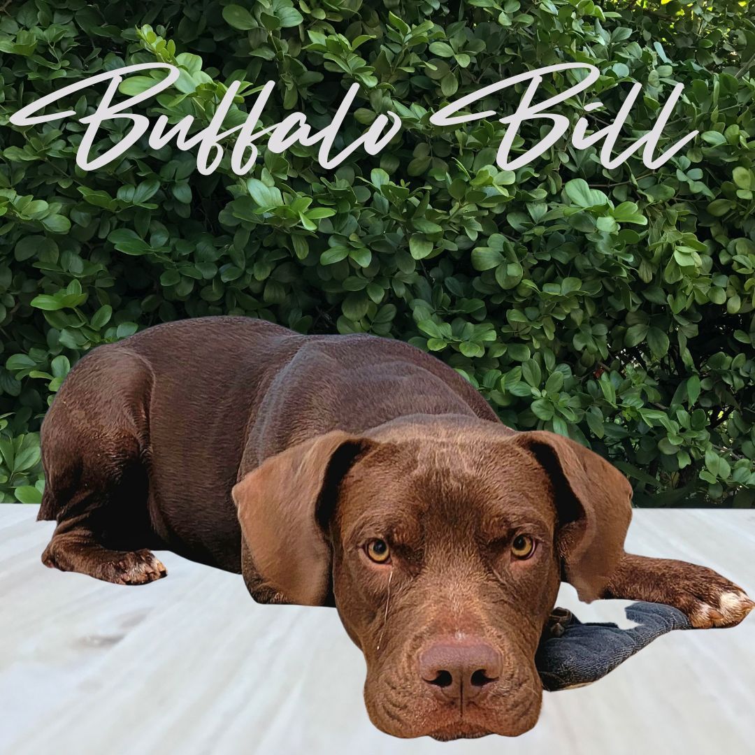 Dog for adoption - Buffalo Bill , a Pit Bull Terrier Mix in Franklinton, LA