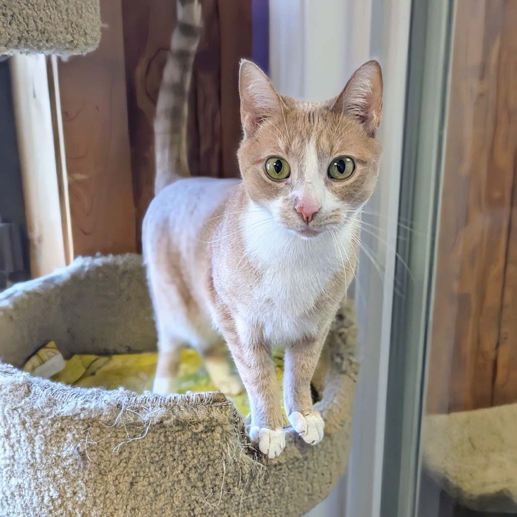 Butter Bean, an adoptable Domestic Short Hair in Buffalo, NY, 14226 | Photo Image 1