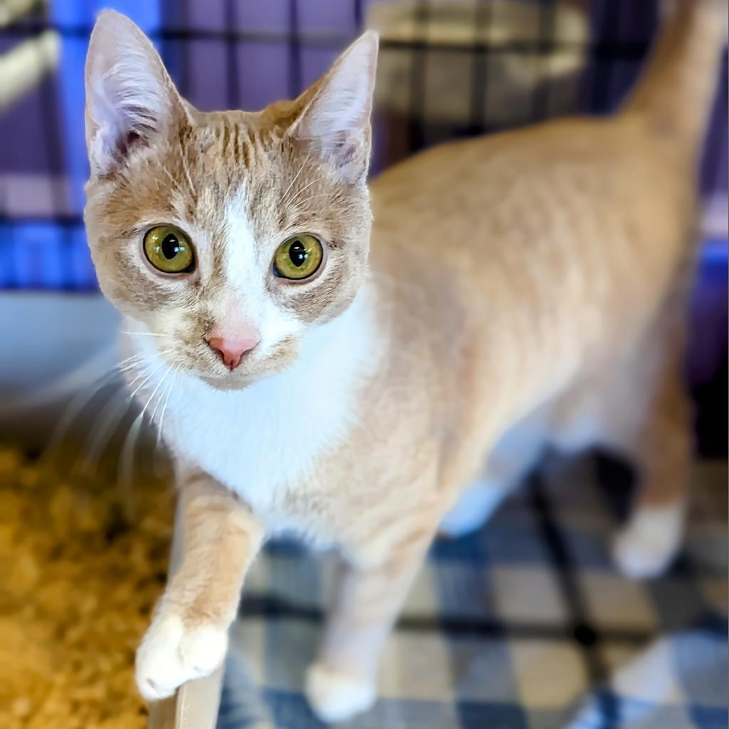 Butter Bean, an adoptable Domestic Short Hair in Buffalo, NY, 14226 | Photo Image 2