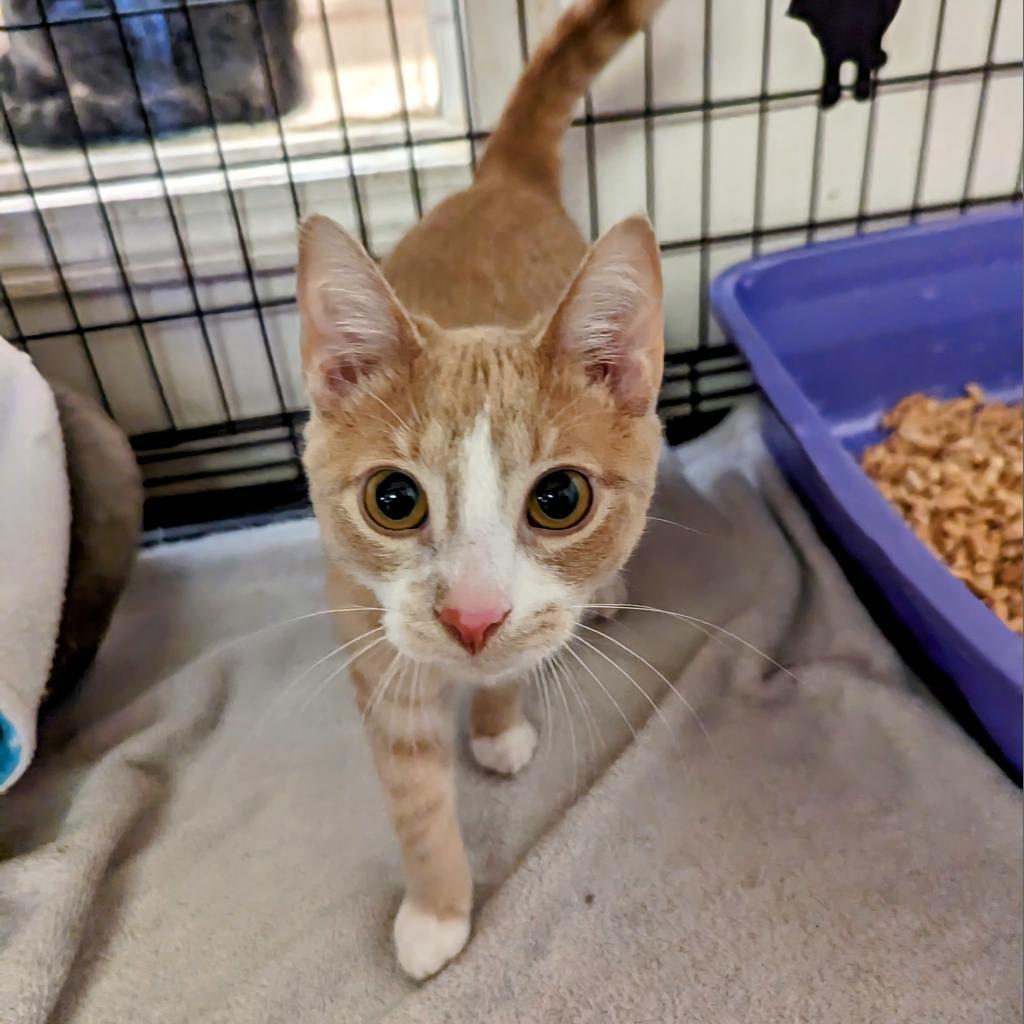 Butter Bean, an adoptable Domestic Short Hair in Buffalo, NY, 14226 | Photo Image 3