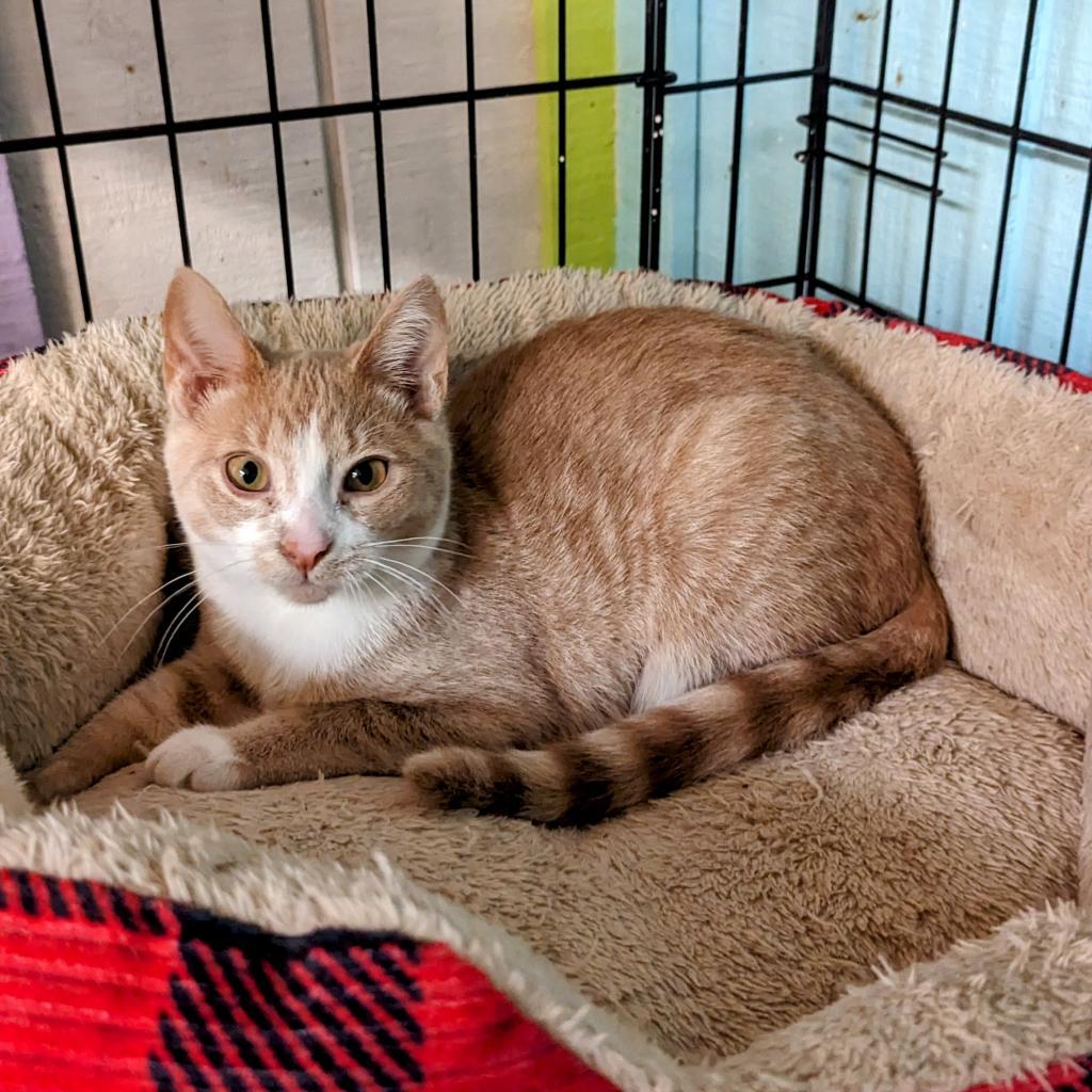 Butter Bean, an adoptable Domestic Short Hair in Buffalo, NY, 14226 | Photo Image 4