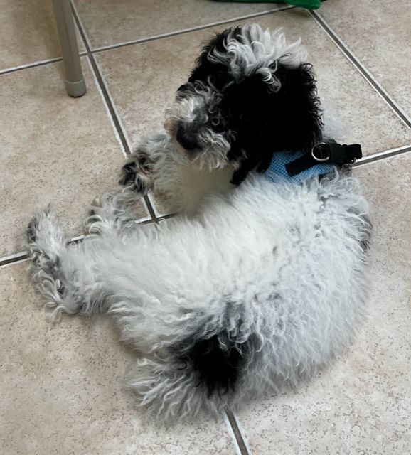 Oreo 9538, an adoptable Bernedoodle in Boca Raton, FL, 33431 | Photo Image 2