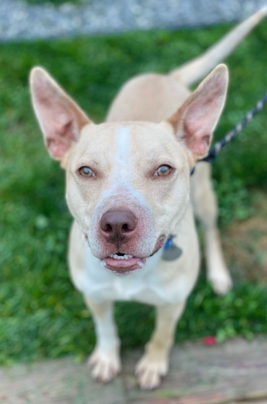 Dogs - Rutland County Humane Society