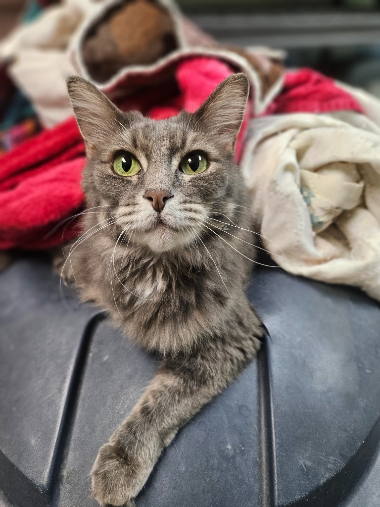 Missy, an adoptable Domestic Long Hair in Pratt, KS, 67124 | Photo Image 1