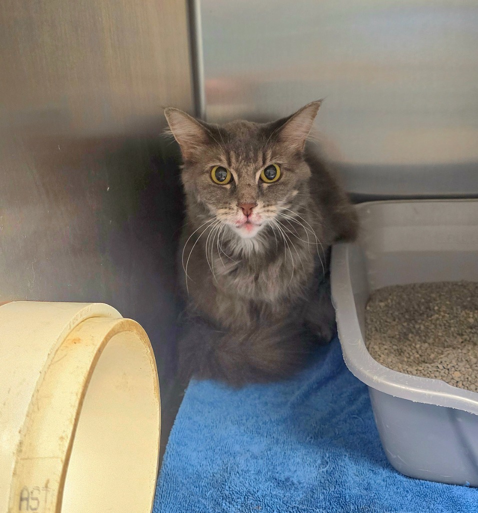 Missy, an adoptable Domestic Long Hair in Pratt, KS, 67124 | Photo Image 2