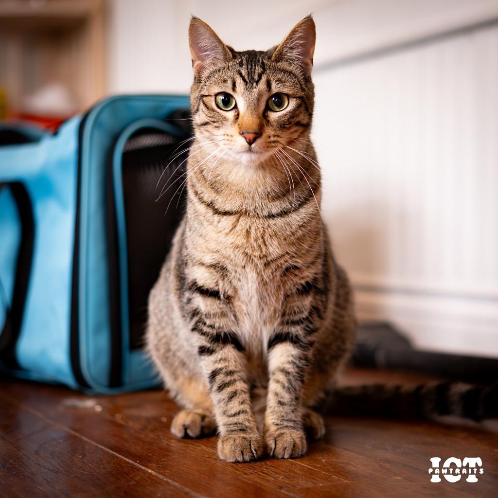 Sundance, an adoptable Domestic Short Hair in Wichita, KS, 67208 | Photo Image 1