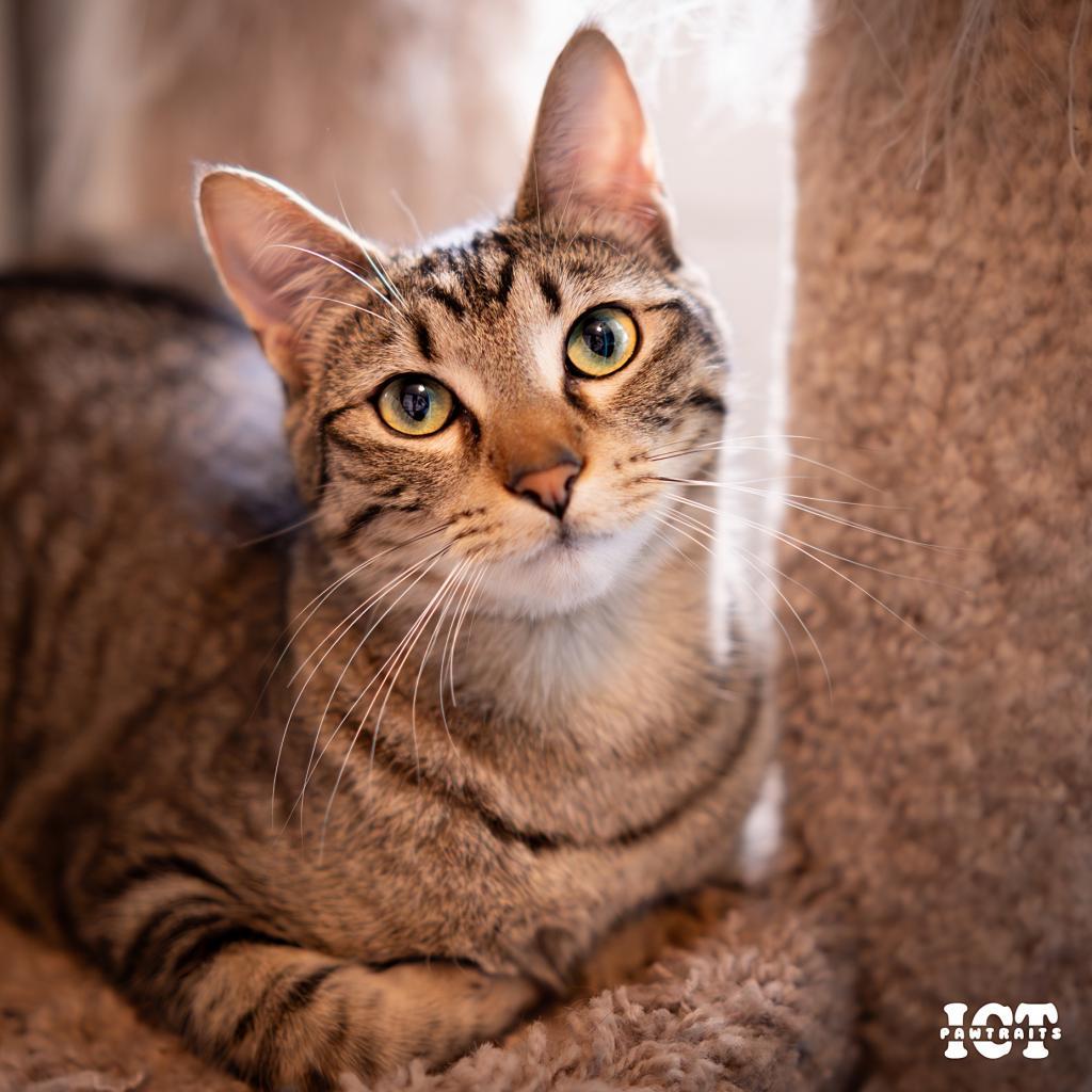 Sundance, an adoptable Domestic Short Hair in Wichita, KS, 67208 | Photo Image 4