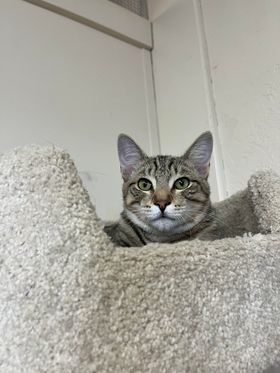 STEVEN , an adoptable Domestic Short Hair Mix in Prineville, OR_image-4