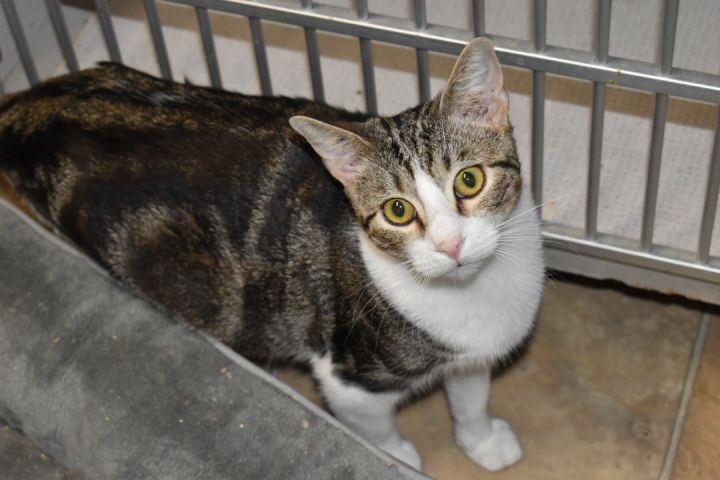 Wiggly, an adoptable Domestic Short Hair in Milledgeville, GA_image-1