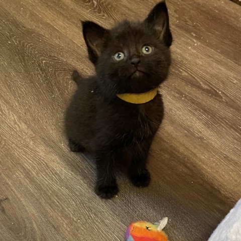 Lena, an adoptable Domestic Short Hair in Bismarck, ND, 58507 | Photo Image 4