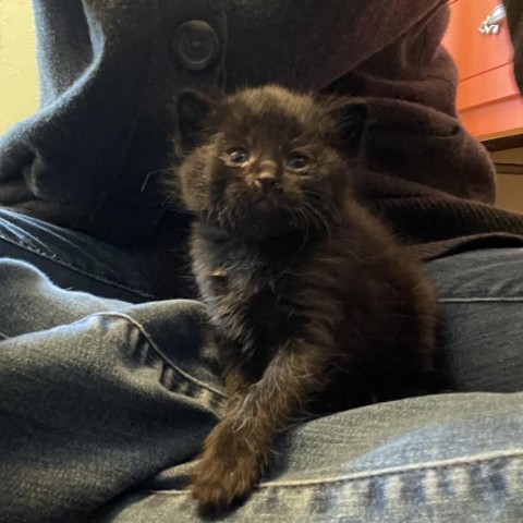 Lena, an adoptable Domestic Short Hair in Bismarck, ND, 58507 | Photo Image 5