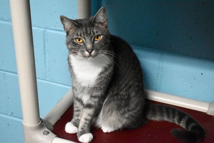 Olivia, an adoptable Tabby & Domestic Short Hair Mix in Milledgeville, GA_image-1