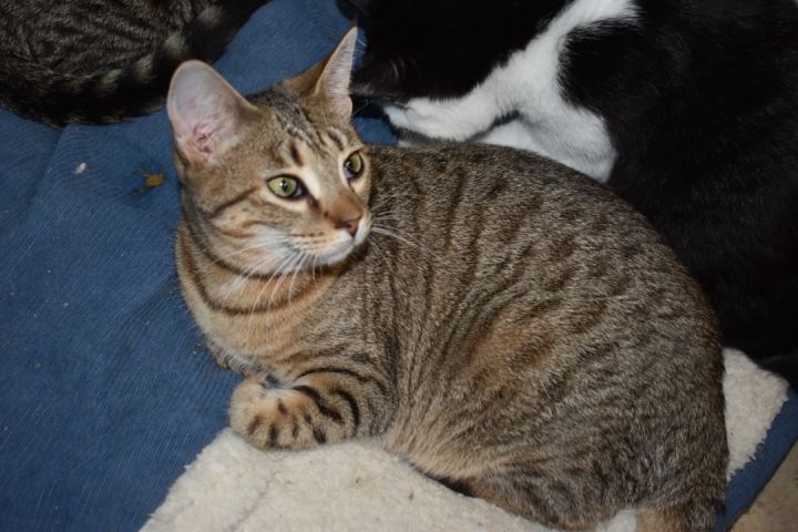 Lucy, an adoptable Domestic Short Hair & Tabby Mix in Milledgeville, GA_image-4
