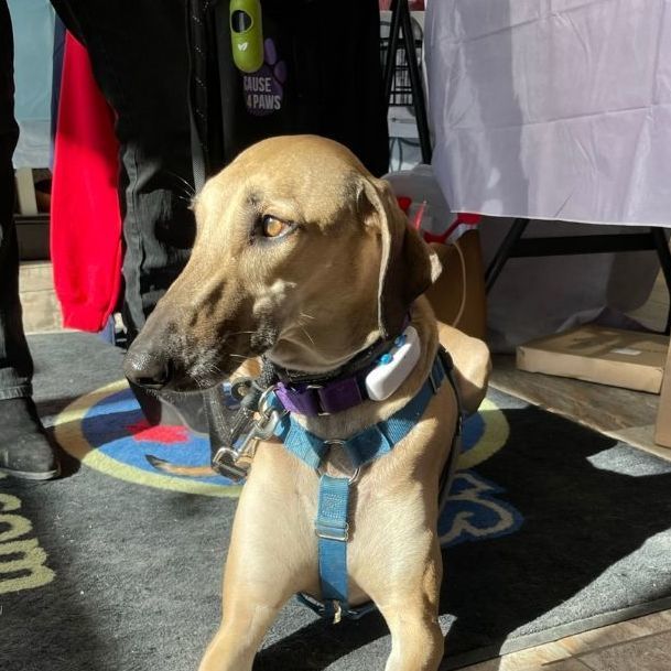 Atlas, an adoptable Greyhound, Saluki in Scarborough, ON, M1P 4Z7 | Photo Image 1