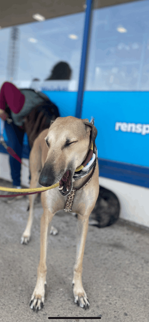 Atlas, an adoptable Greyhound, Saluki in Scarborough, ON, M1P 4Z7 | Photo Image 3