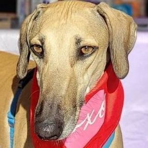 Atlas, an adoptable Greyhound, Saluki in Scarborough, ON, M1P 4Z7 | Photo Image 5
