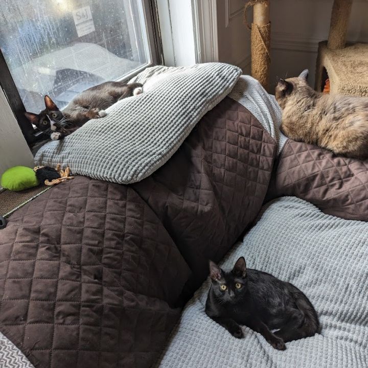 Glinda & Abba [bonded pair] 5
